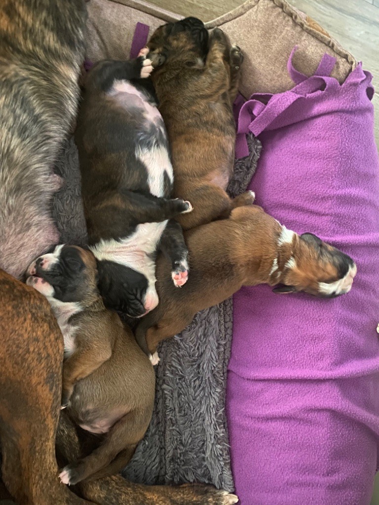 Di Un Soffiu Di Libertà - Boxer - Portée née le 21/09/2022