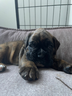 CHIOT
