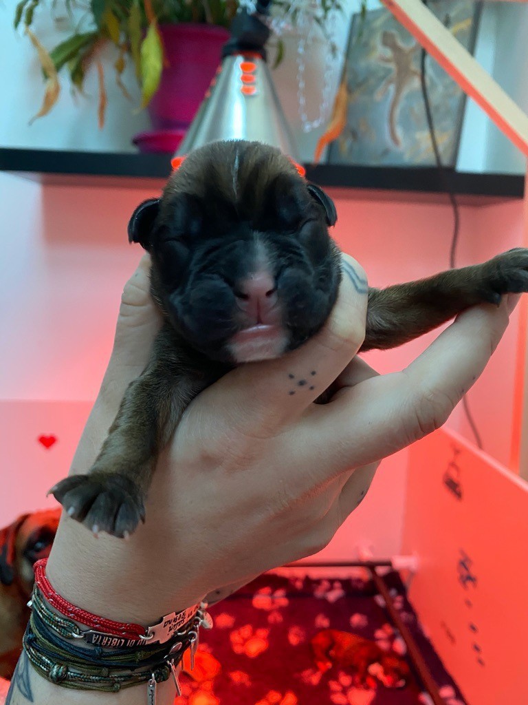 Di Un Soffiu Di Libertà - Boxer - Portée née le 19/02/2020